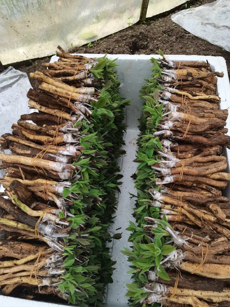 湘蕾金银花嫁接苗，湘蕾5号，品种纯，成活高