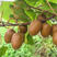 新品种猕猴桃树苗南方北方种植各种水果果树苗盆栽地栽