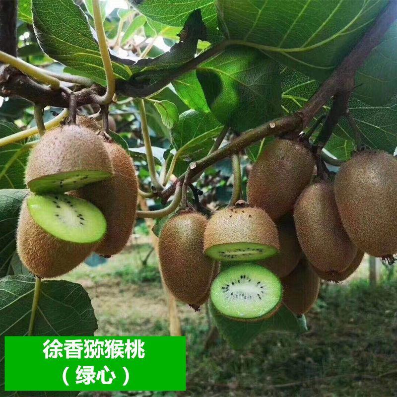 新品种猕猴桃树苗南方北方种植各种水果果树苗盆栽地栽