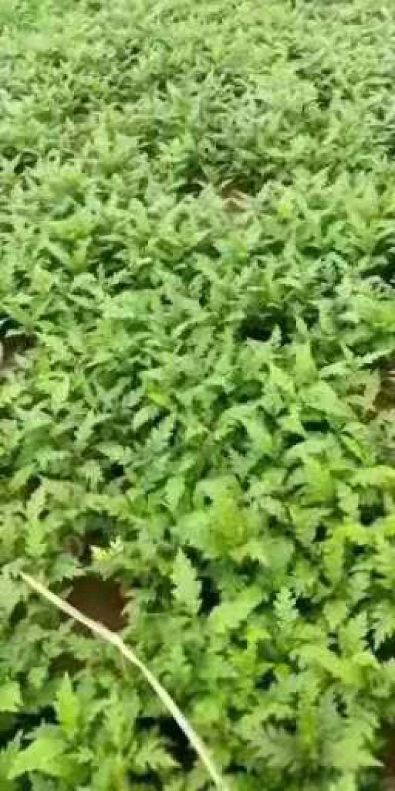 楊梅小苗