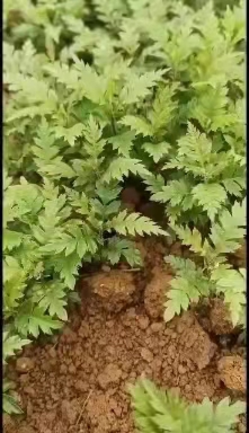 楊梅小苗