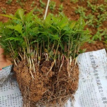 楊梅小苗