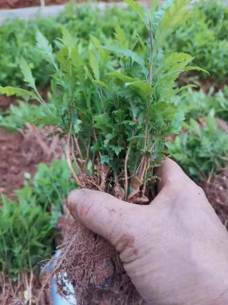 楊梅小苗