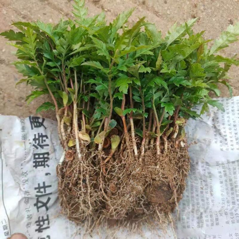楊梅小苗