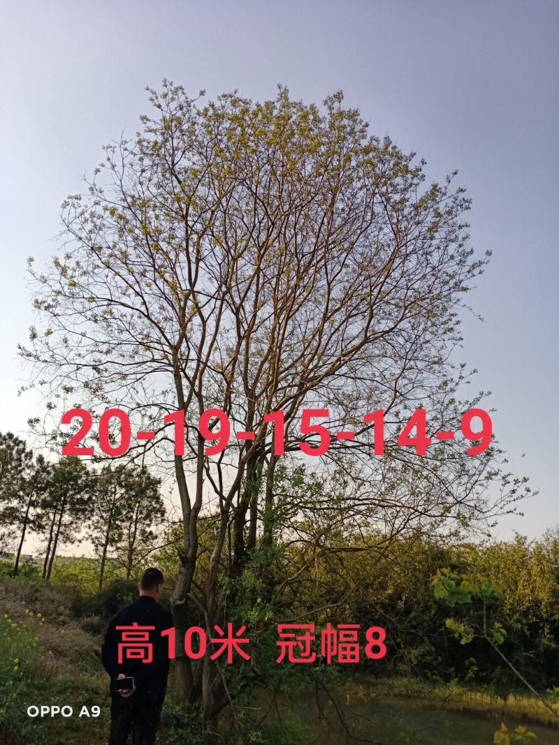 精品丛生乌桕、单杆乌桕、一手货源，欢迎订购！