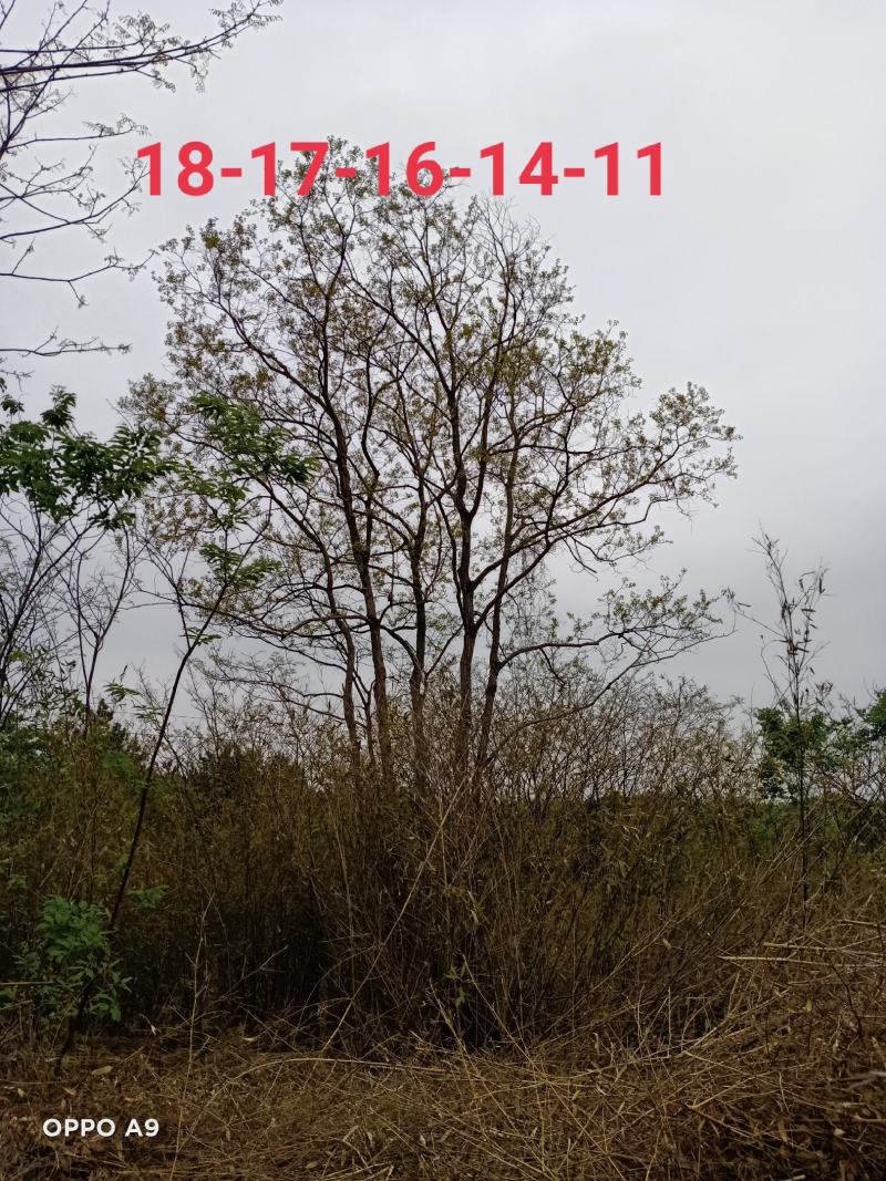 精品丛生乌桕、单杆乌桕、一手货源，欢迎订购！