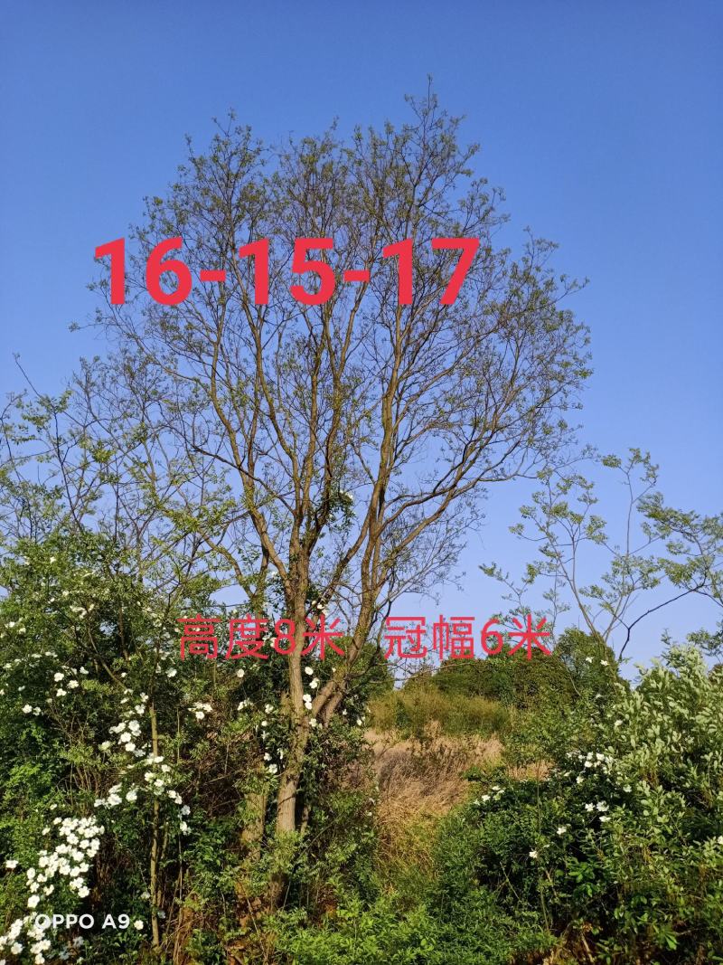 精品丛生乌桕、单杆乌桕、一手货源，欢迎订购！