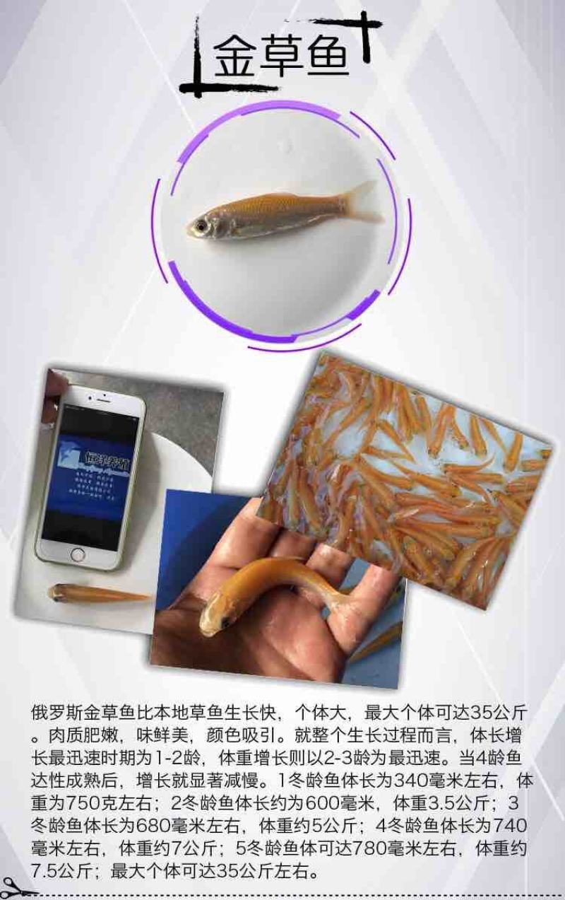 新品俄罗斯金草鱼苗活体金色鲩鱼苗红草鱼金丝鲩鱼苗