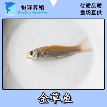 新品俄罗斯金草鱼苗活体金色鲩鱼苗红草鱼金丝鲩鱼苗