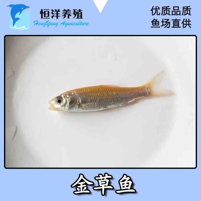 新品俄罗斯金草鱼苗活体金色鲩鱼苗红草鱼金丝鲩鱼苗