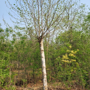 法桐3_20公分量大需要联系