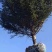 云杉，4米云杉，5米云杉，6米云杉，青扦云杉，紫果云杉