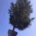 云杉，4米云杉，5米云杉，6米云杉，青扦云杉，紫果云杉