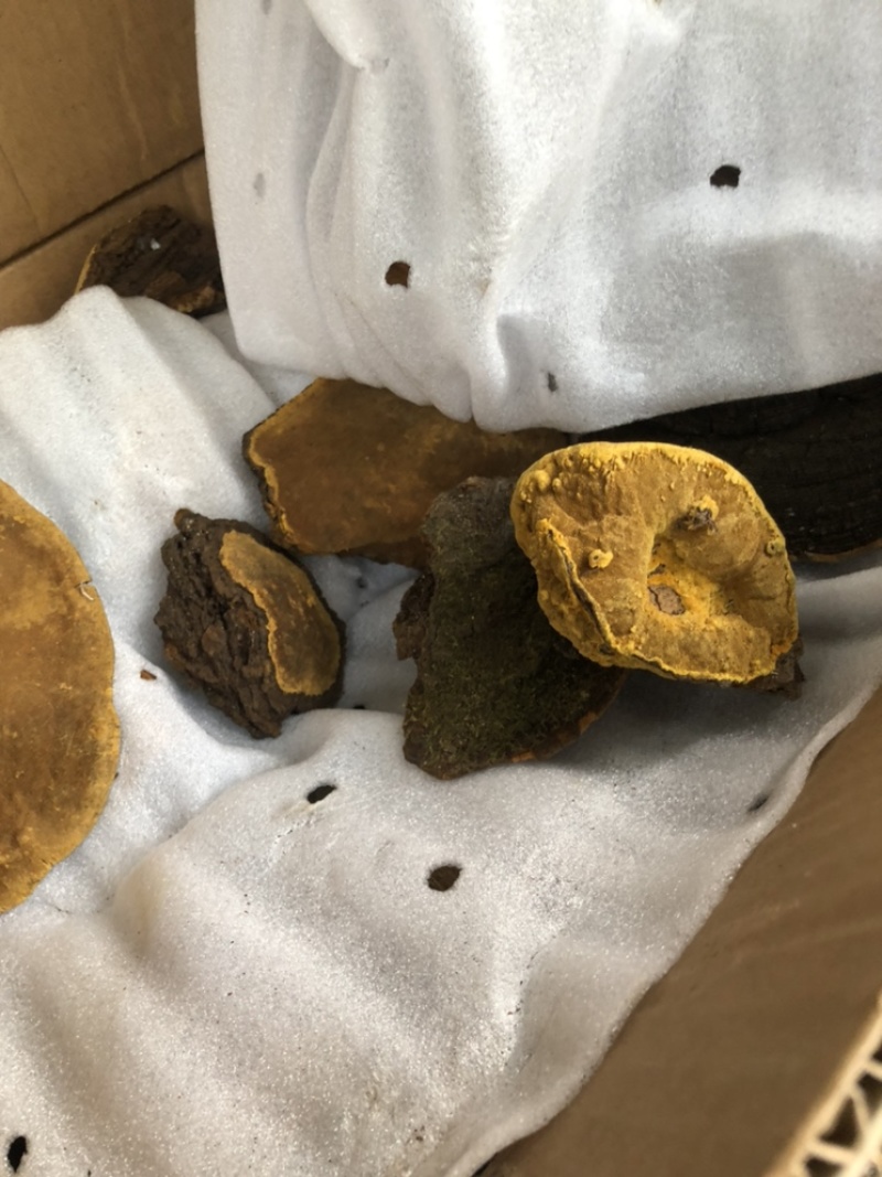 野生百年桑树桑黄