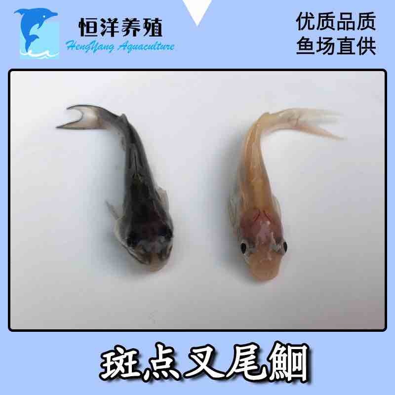 优质鮰鱼叉尾美国斑点叉尾鮰斑点叉尾钳的养殖鱼苗