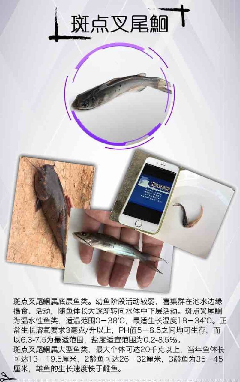 优质鮰鱼叉尾美国斑点叉尾鮰斑点叉尾钳的养殖鱼苗