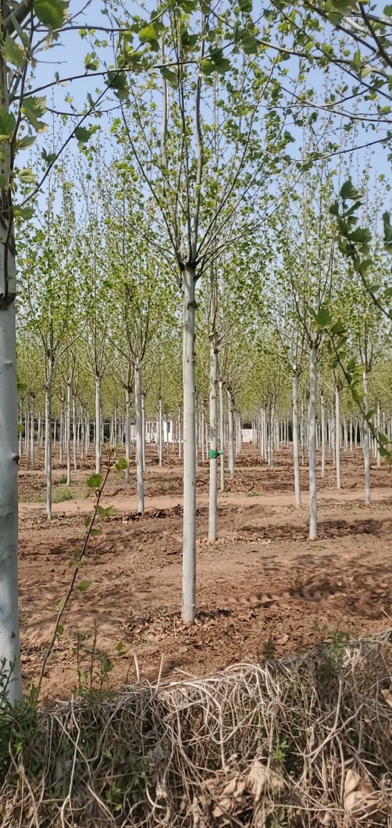 法桐3_20公分量大需要联系