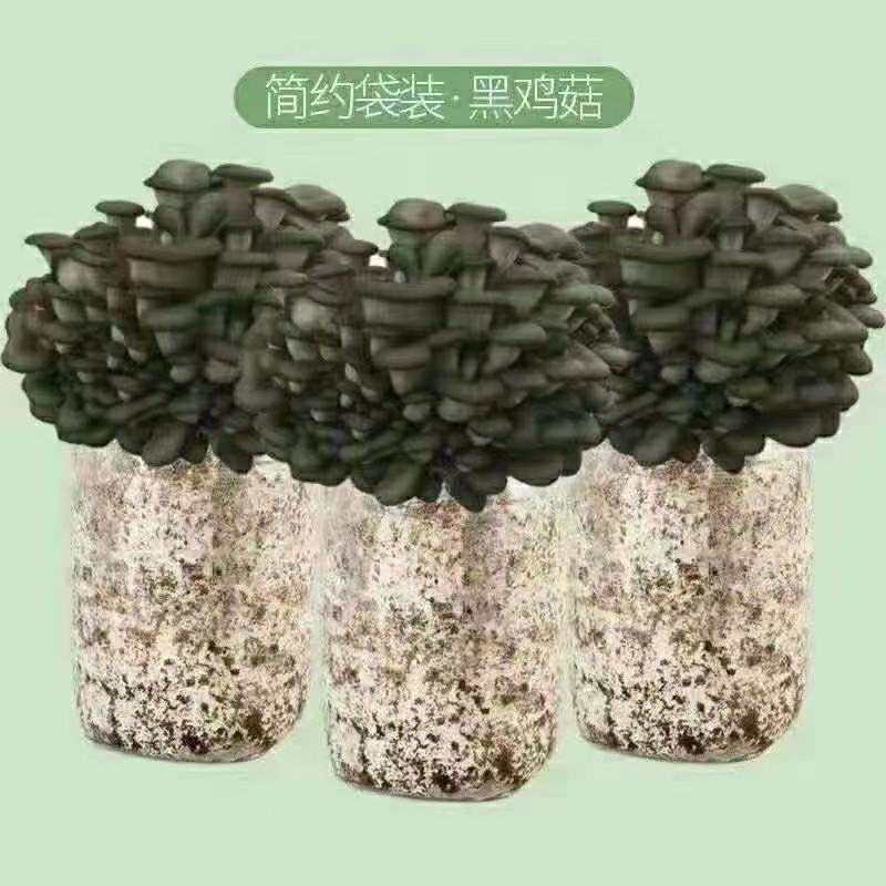 批发高温型广温型优质高产抗病平菇菌种蘑菇菌棒菌包栽培种