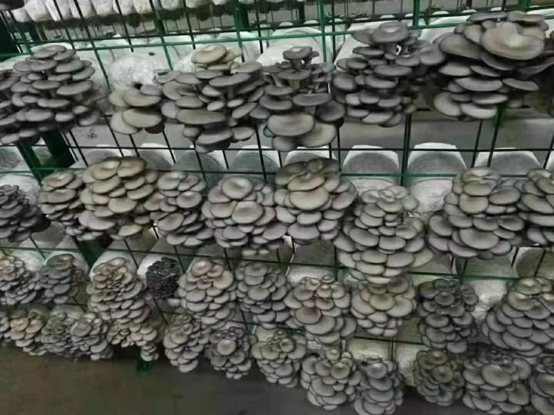 批发高温型广温型优质高产抗病平菇菌种蘑菇菌棒菌包栽培种