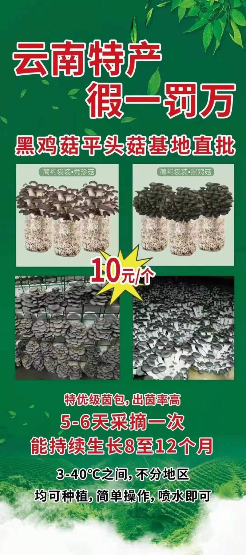 批发高温型广温型优质高产抗病平菇菌种蘑菇菌棒菌包栽培种