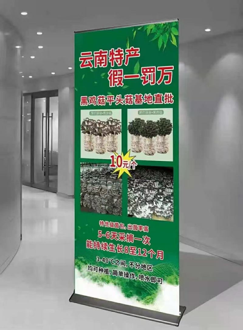 批发高温型广温型优质高产抗病平菇菌种蘑菇菌棒菌包栽培种