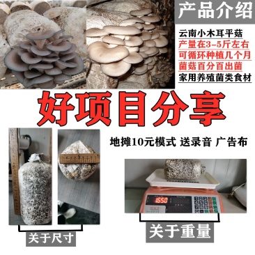 批发高温型广温型优质高产抗病平菇菌种蘑菇菌棒菌包栽培种