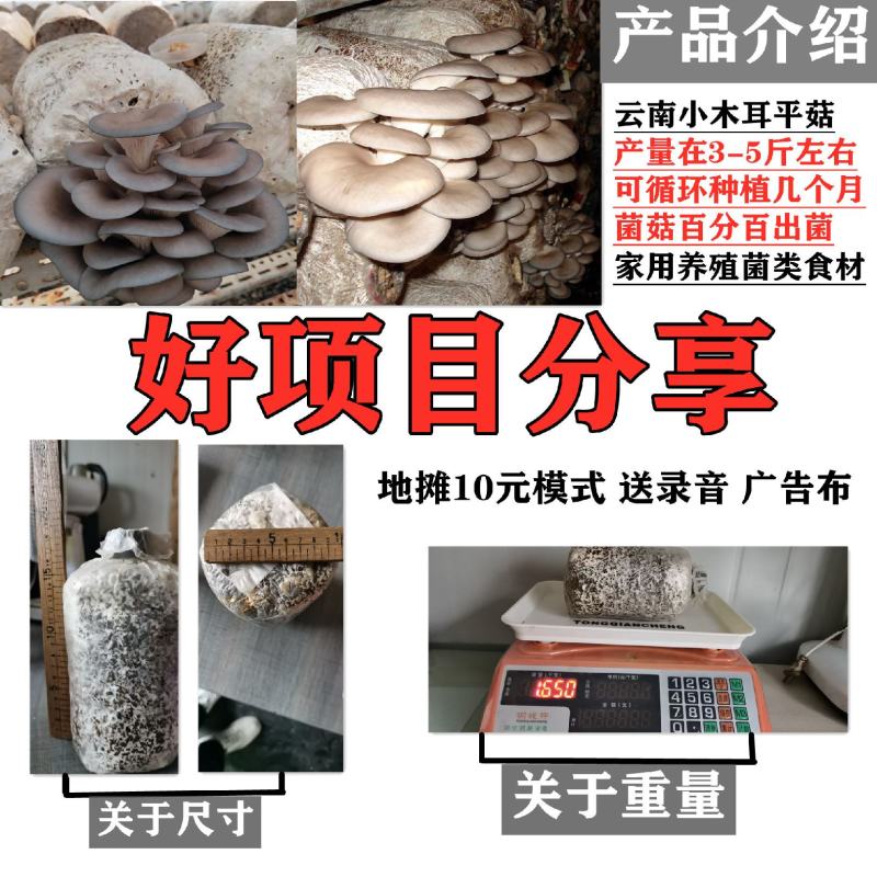 批发高温型广温型优质高产抗病平菇菌种蘑菇菌棒菌包栽培种