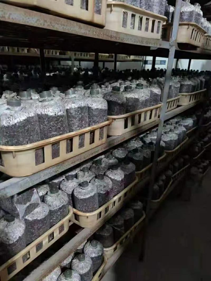 批发高温型广温型优质高产抗病平菇菌种蘑菇菌棒菌包栽培种