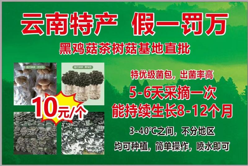 批发高温型广温型优质高产抗病平菇菌种蘑菇菌棒菌包栽培种