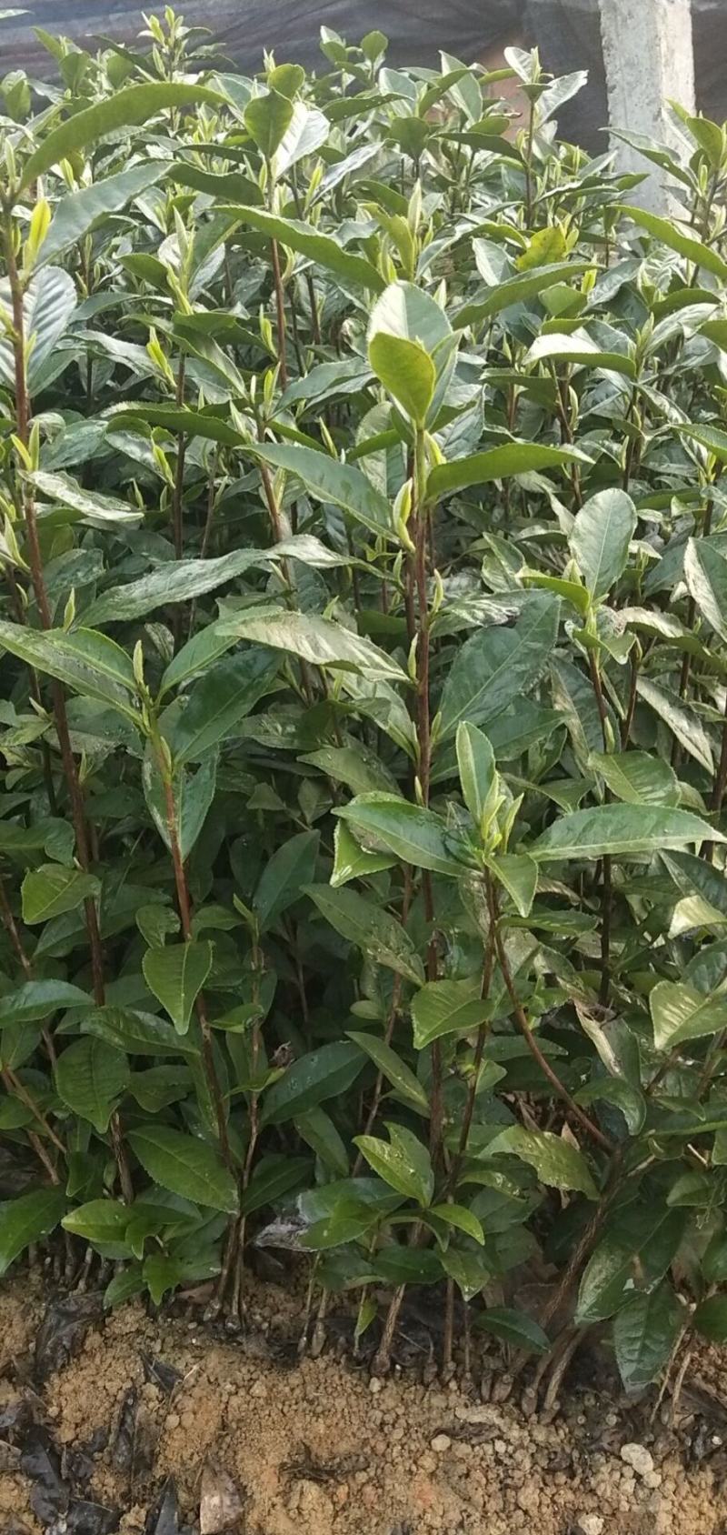 福鼎大亳大叶种