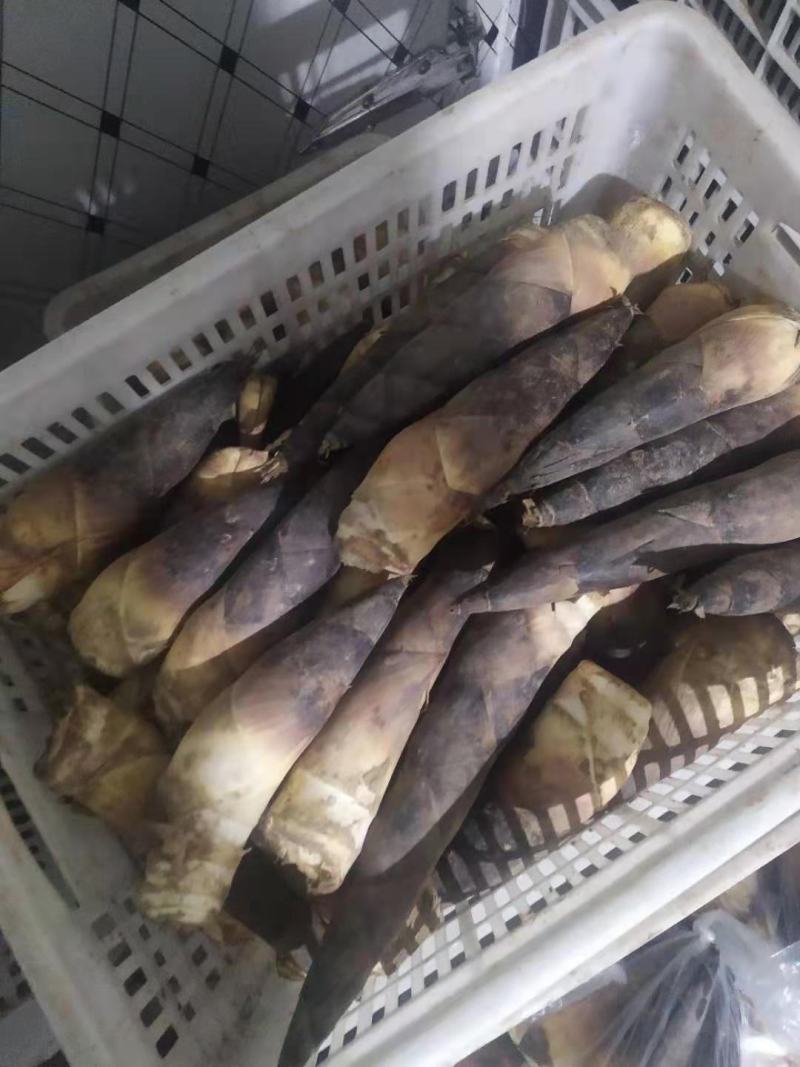 羊毛笋大量供应，可以挑选货每天现货………