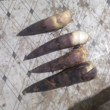 羊毛笋大量供应，可以挑选货每天现货………