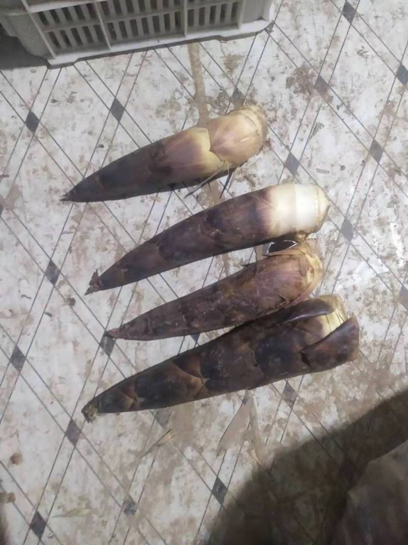 羊毛笋大量供应，可以挑选货每天现货………