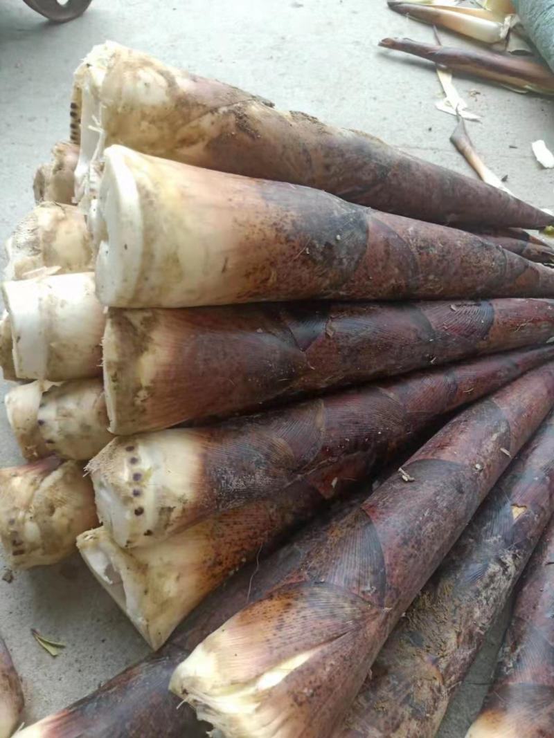 羊毛笋大量供应，可以挑选货每天现货………