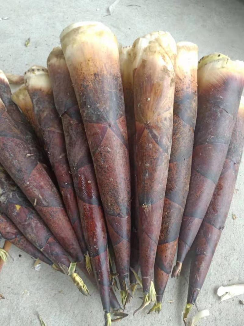 羊毛笋大量供应，可以挑选货每天现货………