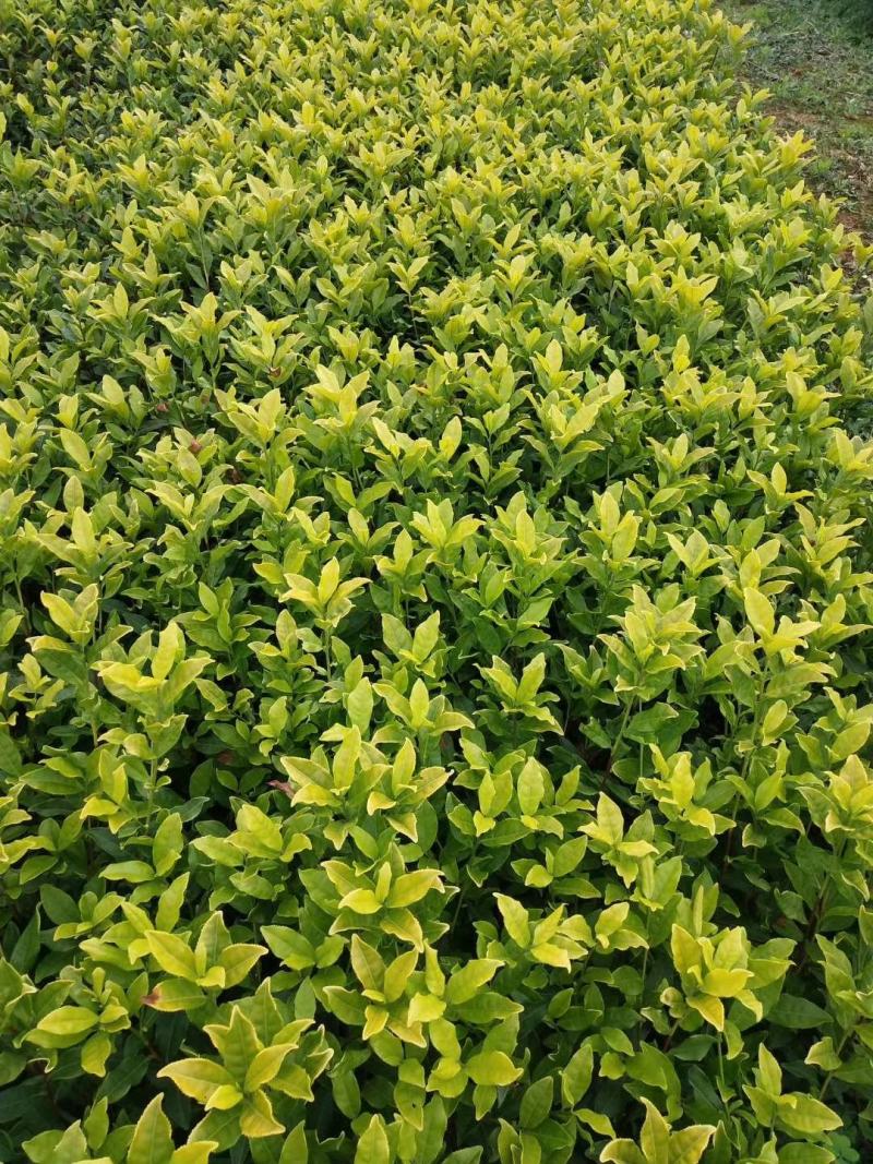黄金芽茶苗