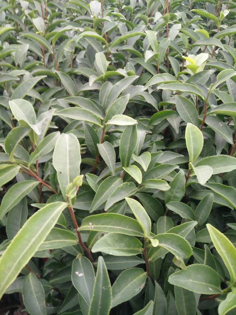 梅占茶苗