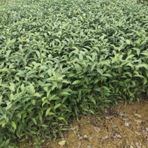 梅占茶苗