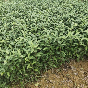 梅占茶苗