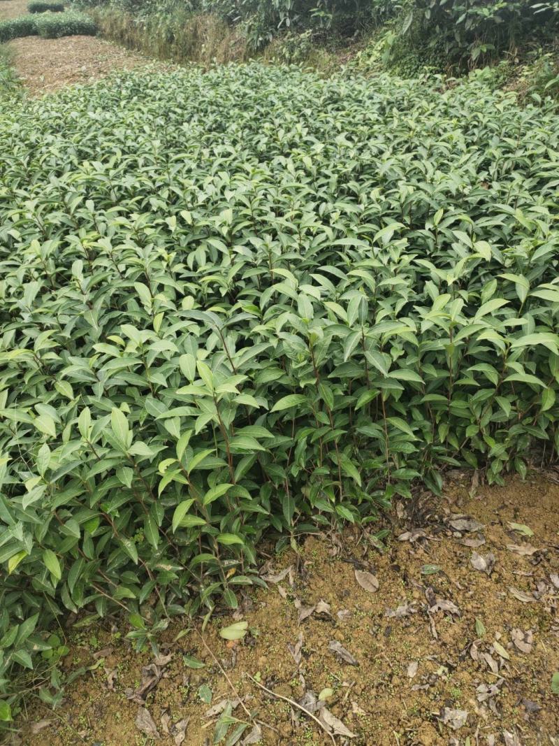 梅占茶苗