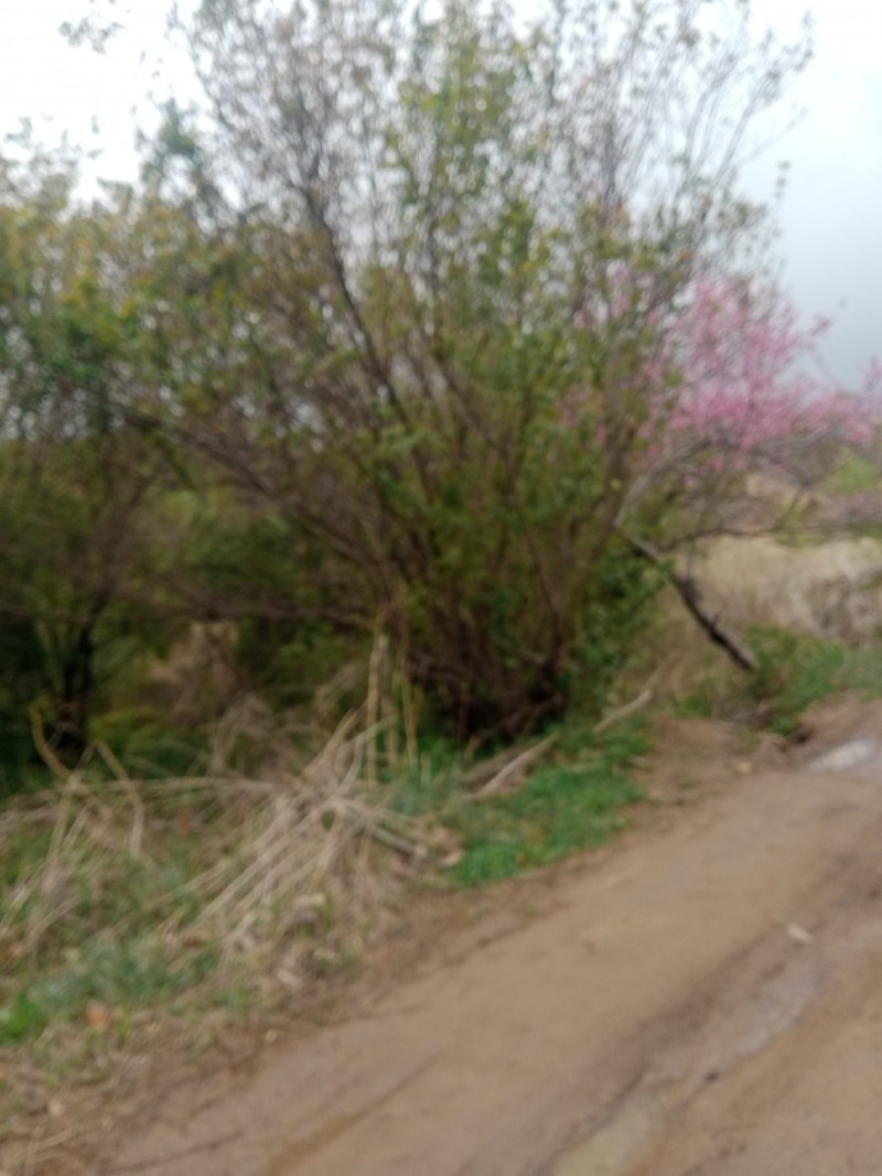 速生小樱桃树
