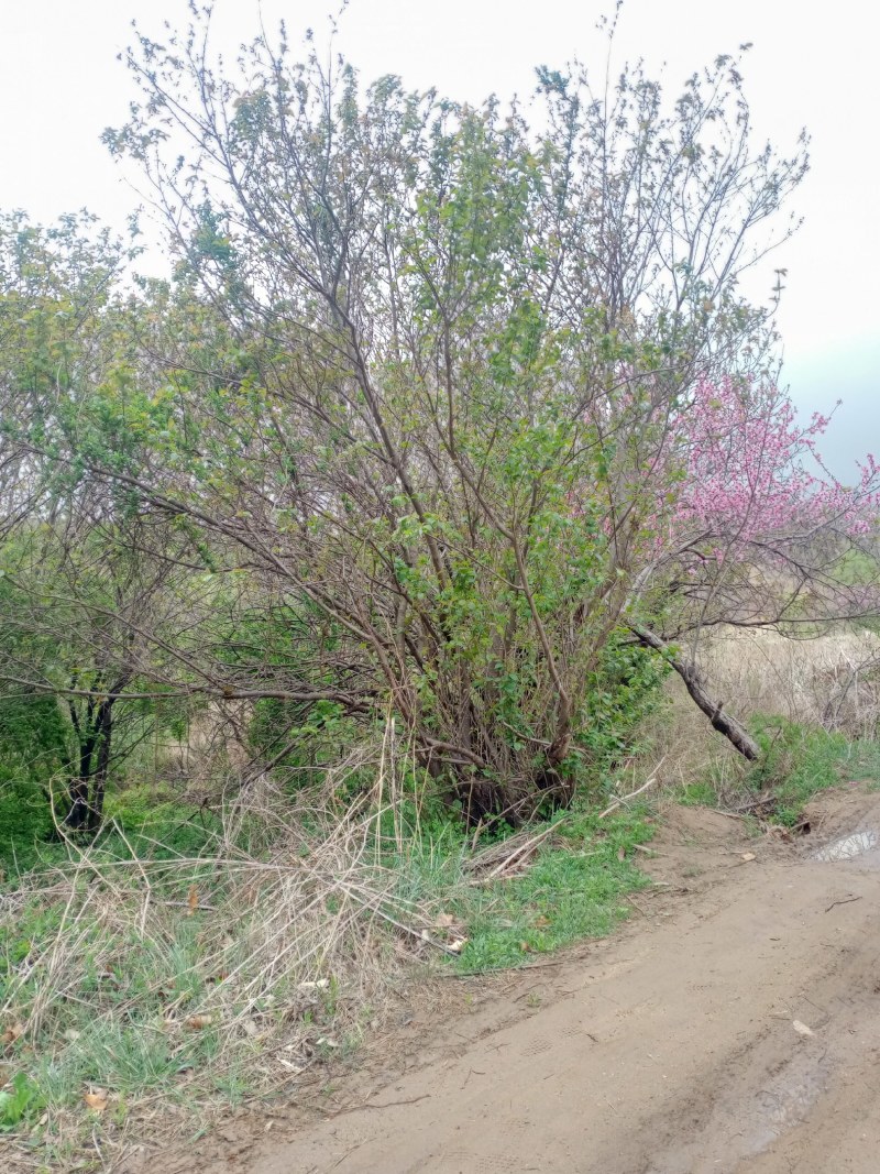 速生小樱桃树