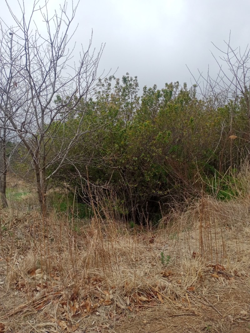 速生小樱桃树
