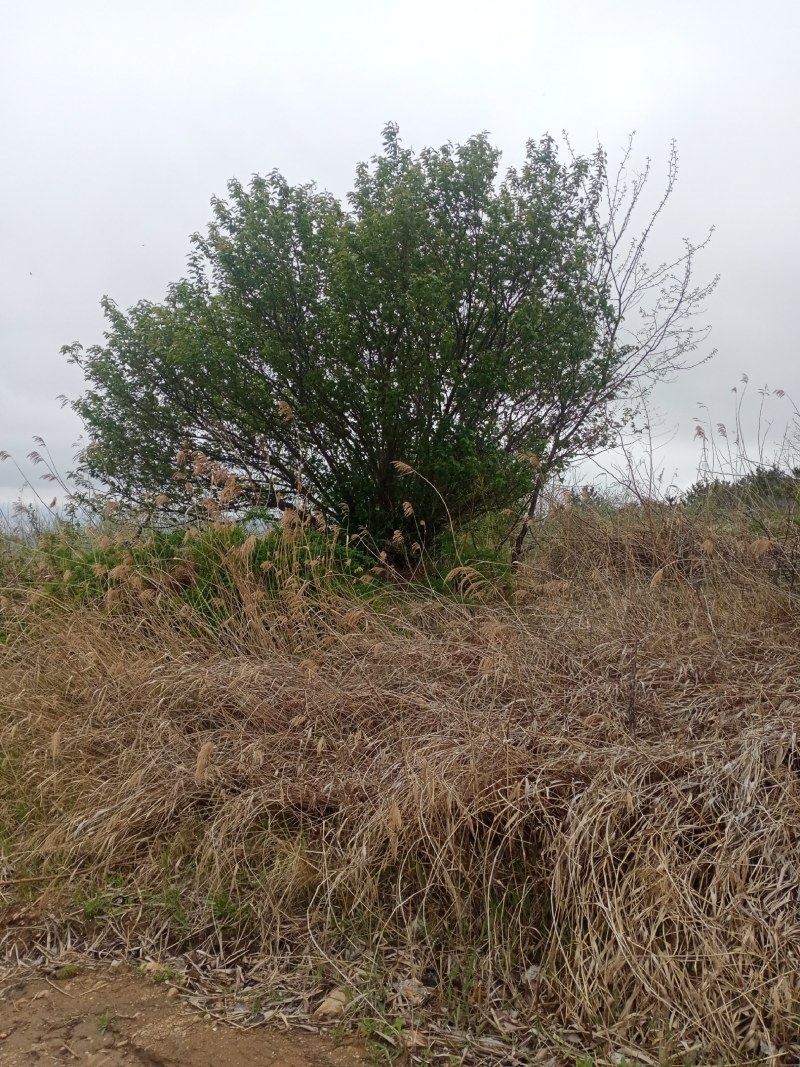 速生小樱桃树