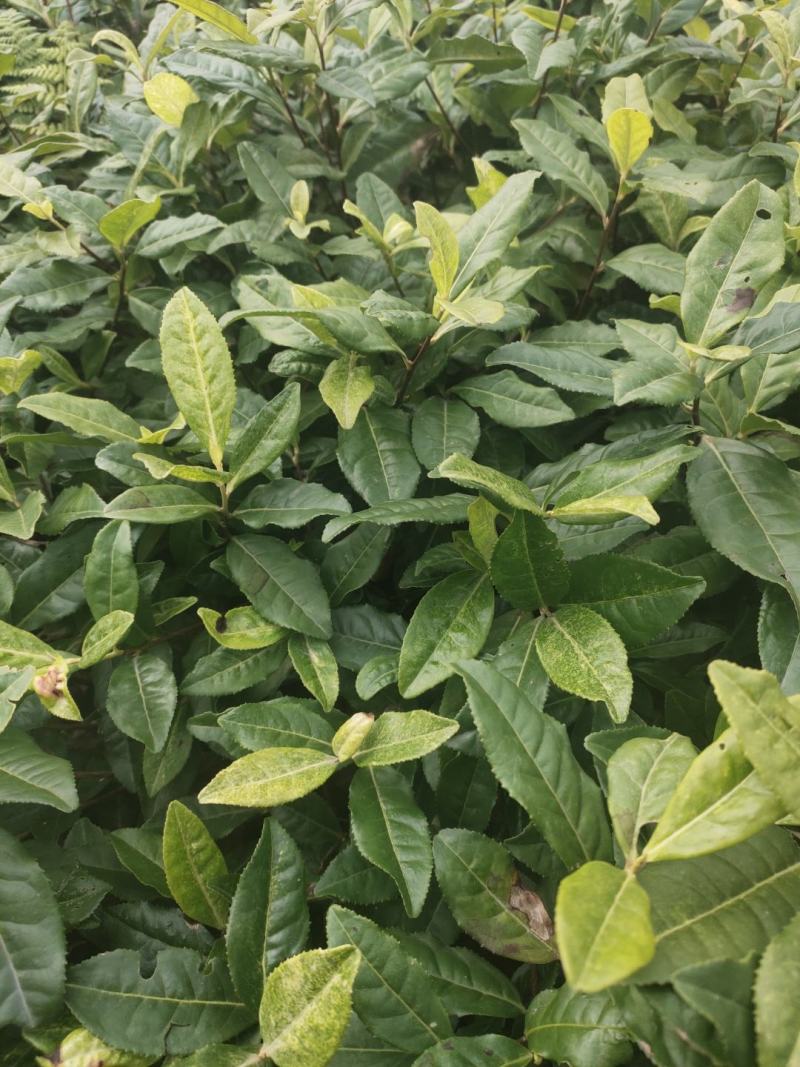 奶白茶苗极白茶苗