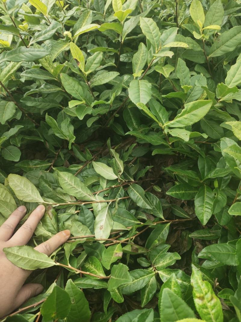 奶白茶苗极白茶苗
