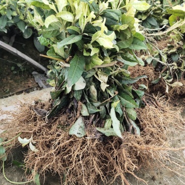 奶白茶苗极白茶苗