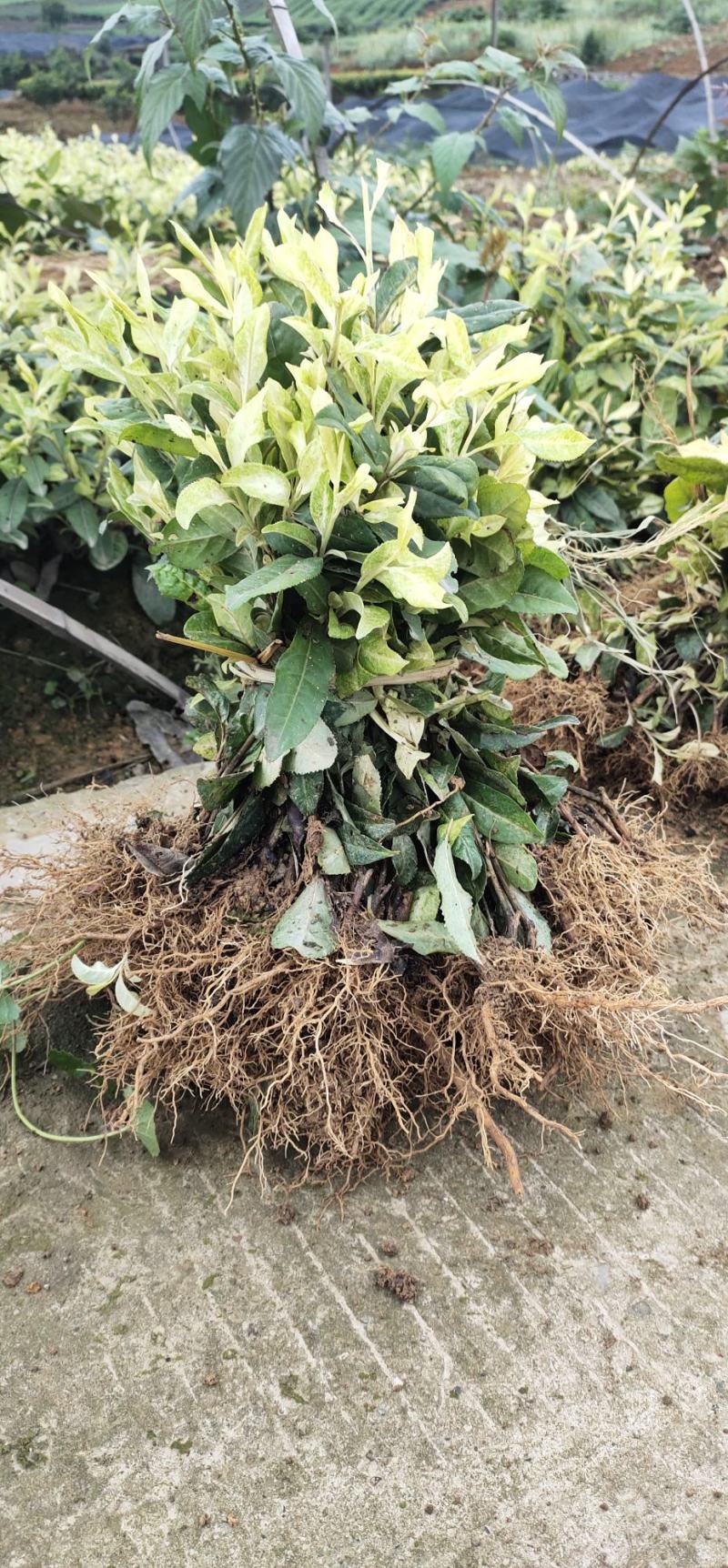 奶白茶苗极白茶苗