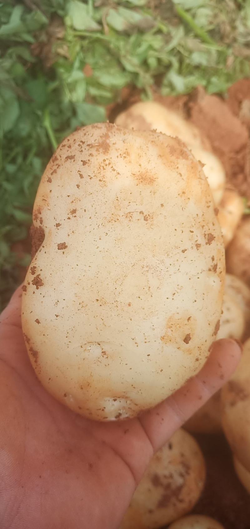 云南文山土豆土豆大量上市