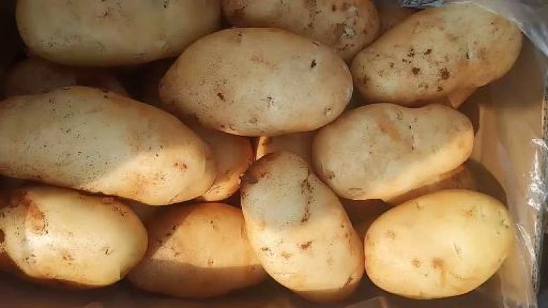 云南文山土豆土豆大量上市